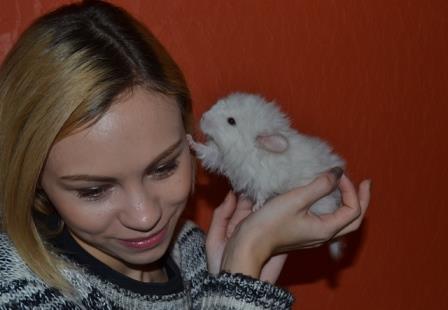 Я люблю шиншилл I love chinchillas